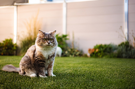 庭に座っている猫