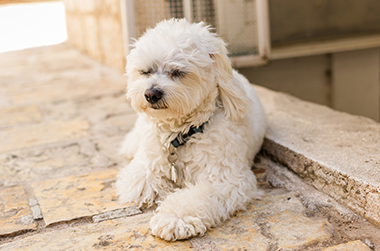 ペットと暮らす家におすすめの外構デザイン【山梨の自然と共に】 リラックスして寝ている犬
